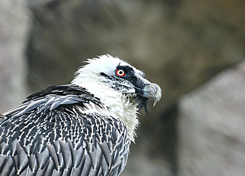 Animals, Bird, Predator, Vulture, Eagle HD wallpaper