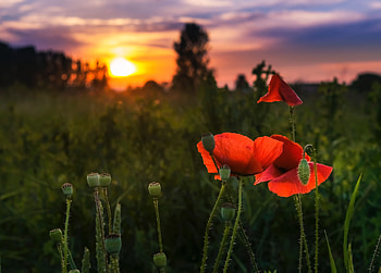 Flowers, Plant, Bloom, Flowering, Poppy HD wallpaper