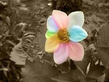 colorful flower, delecate, buds, soft, beautiful, nice, tender, rose, pretty, petals, blossoms, bud, nature, flowers, blooms, lovely HD wallpaper