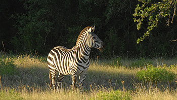 Animal-themed , Zebra ry, Aesthetic visuals, Detailed animal graphy HD wallpaper