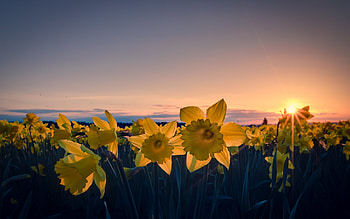 Plants, Flowers HD wallpaper