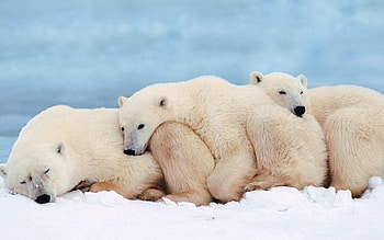 Animals, Young, Family, Dream, Sleep, Joey, White Bears, Polar Bears HD wallpaper
