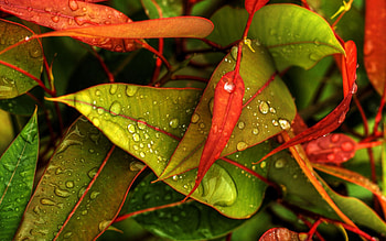 Nature, Autumn, Leaves, Drops, Foliage, Fallen HD wallpaper