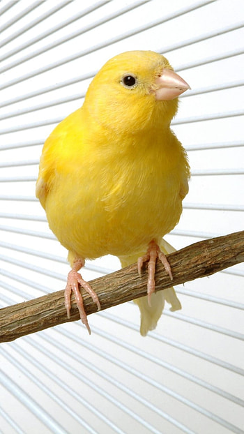 Canary, Bird Canary HD phone wallpaper