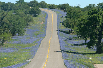 bluebonnet road, trees, road, nature, bluebonnets HD wallpaper