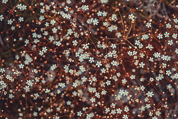 Flowers, Branches, Bloom, Flowering HD wallpaper