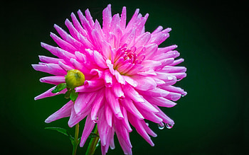 Dahlia, drops, water drops, pink, flower, pink dahlia, pink flower, pink dahlias, nature, flowers, pink flowers HD wallpaper