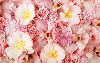 Plants, Flowers HD wallpaper