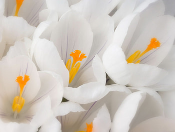 Plants, Flowers HD wallpaper
