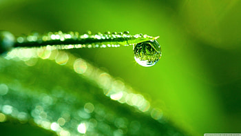 Grass, Background, Drops HD wallpaper