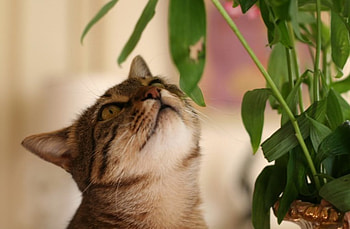 Can I climb that, cat, potted plant HD wallpaper