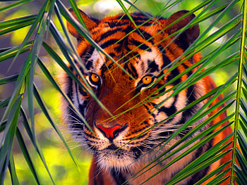 Hypnotic eyes, animal, tiger, big cat, eyes, hypnotic, cat, jungle HD wallpaper