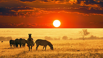 Wildlife , Nature's wonders, Breathtaking , delight HD wallpaper