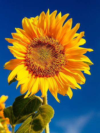 Close-up of a vibrant sunflower in full bloom under a clear blue sky. HD phone wallpaper