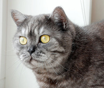 cat for Carmen, close, cat, pet, animals HD wallpaper