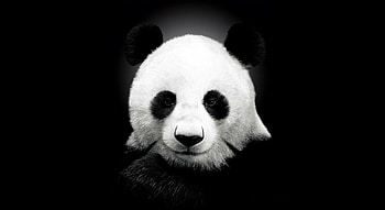Animals, Pandas HD wallpaper