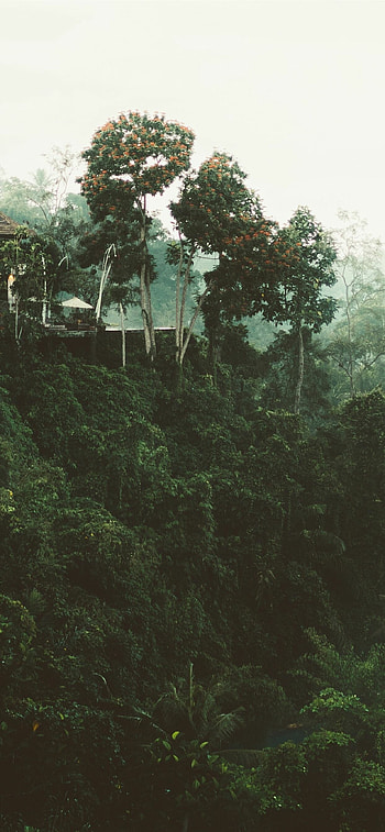Vibrant foliage, Pristine nature, Tropical ecosystem, backdrop HD phone wallpaper