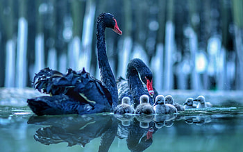 Black Swans, Lake, Chicks, Beautiful birds HD wallpaper