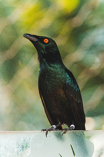 Animals, Bird, Focus, Thrush, Blackbird HD phone wallpaper