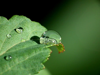 Macro, Close-Up, Sheet, Leaf, Drop, Dew HD wallpaper