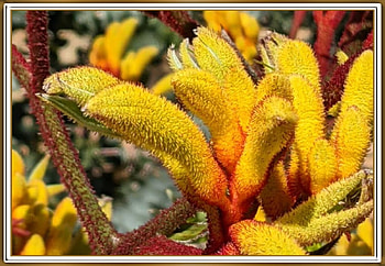 FRAMED FLOWERS, NATURE, FLOWERS, , FRAMED HD wallpaper