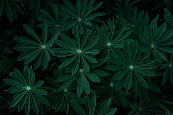 Leaves, plants, nature, fresh HD wallpaper