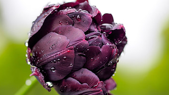 Plants HD wallpaper