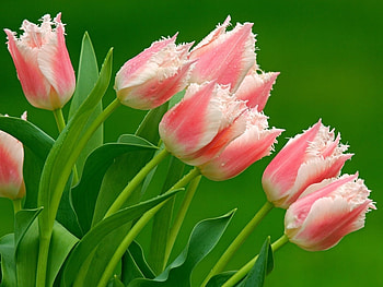 Plants, Flowers, Tulips HD wallpaper