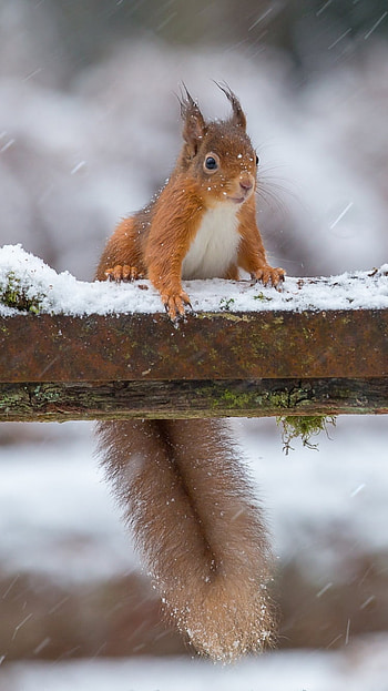 winter, snowfall, depth of field, Animal, squirrel HD phone wallpaper