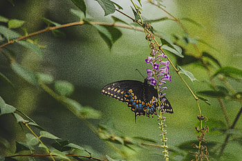 Animals, Flowers, Pattern, Butterfly, Wings, Tropical HD wallpaper