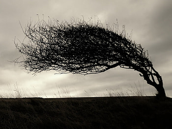 Tree, bird, meadow, grass, dark, wind, leaves, field, nature, sky, twigs HD wallpaper