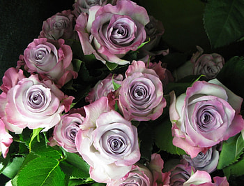 Lilac roses, leaves, flowers, roses, lilac HD wallpaper