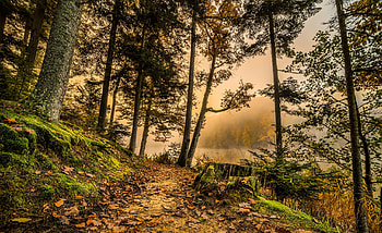 Nature, Trees, Grass, Forest, Path, r HD wallpaper
