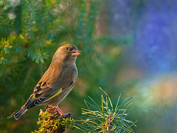 Animals, Bird, Blur, Smooth, Dzwonic Zwyczajny, Ordinary Green Tea, Ordinary Greengrocer, Goldfinch HD wallpaper