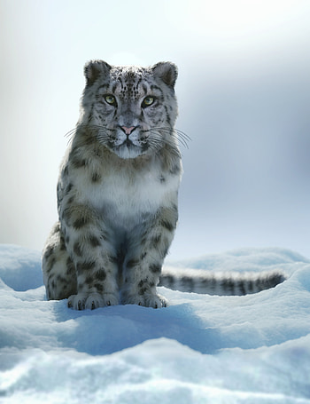 Snow Leopard, Felidae, Am HD phone wallpaper
