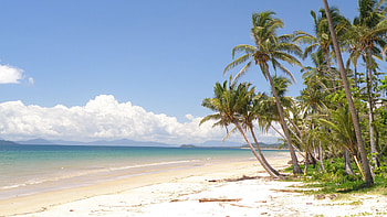 Beautiful Palm Trees On Beach Sand Ocean Waves Bushes Under White Clouds Blue Sky During Daytime Nature HD wallpaper