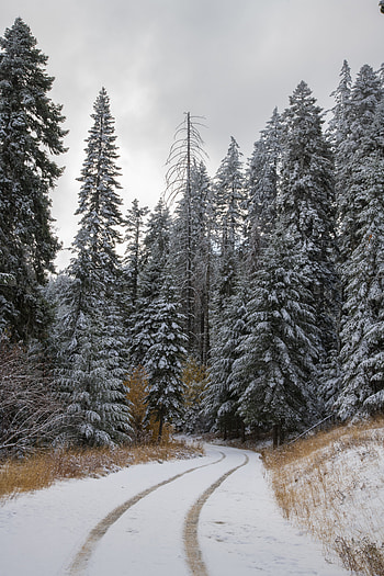 Winter, Nature, Trees, Snow, Road, Forest HD phone wallpaper