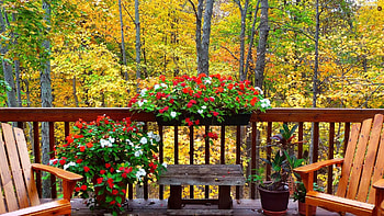 Beautiful Autumn, padure, muscate, toamna, terasa HD wallpaper