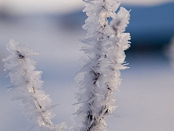 Ice Shavings on a Limb, winter, limb, shavings, ice HD wallpaper