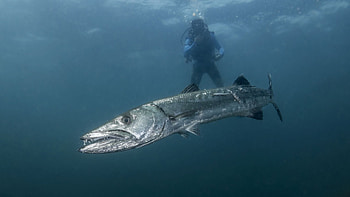 Barracuda animal, Apex predator quiz, HowStuffWorks, A to Z HD wallpaper