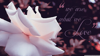 we are what we love, we, rose, words, love HD wallpaper