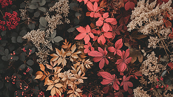 Autumn Foliage - Vibrant Leaf Mosaic, leaf, foilage, Autumn, foliage, plant HD wallpaper
