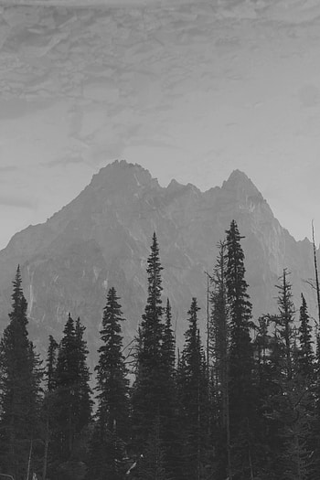Nature, Trees, Mountains, Vertex, Spruce, Fir, Darkness, Tops HD phone wallpaper