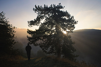 Nature, Twilight, Dark, Silhouette, Wood, Tree, Fog, Dusk, Human, Person HD wallpaper