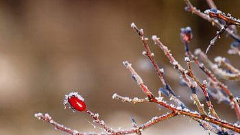 Roseship, winter, , berry, fruits, wild fruits, branch, nature, , twigs HD wallpaper