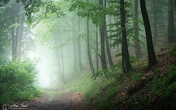 Misty Forest Path, mist, trees, forest, path HD wallpaper