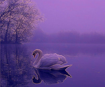 January swan, winter, blue, frost, reflection, swan, lake, evening, tree HD wallpaper