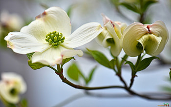 Plants, Flowers HD wallpaper