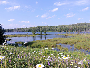 Distant Island, graphy, Flowers, Island, Nature, River, Sky HD wallpaper