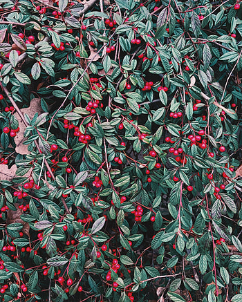 Nature, Leaves, Berries, Plant, Branches HD phone wallpaper